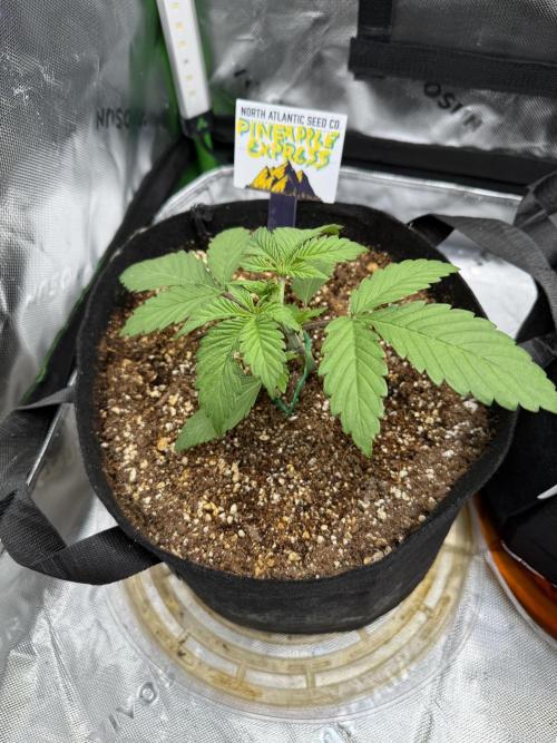 Pineapple Express Auto. Week 3 - Day 21