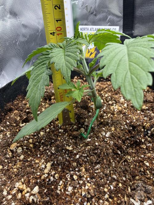 Pineapple Express Auto. Week 3