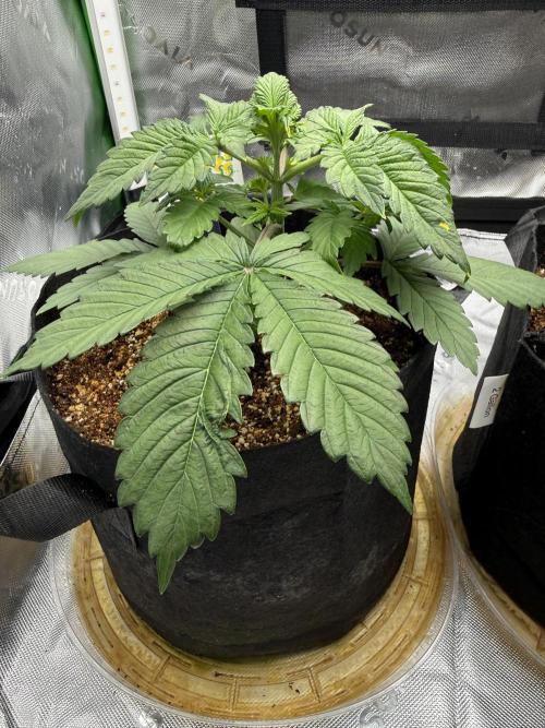 Pineapple Express Auto. Week 4