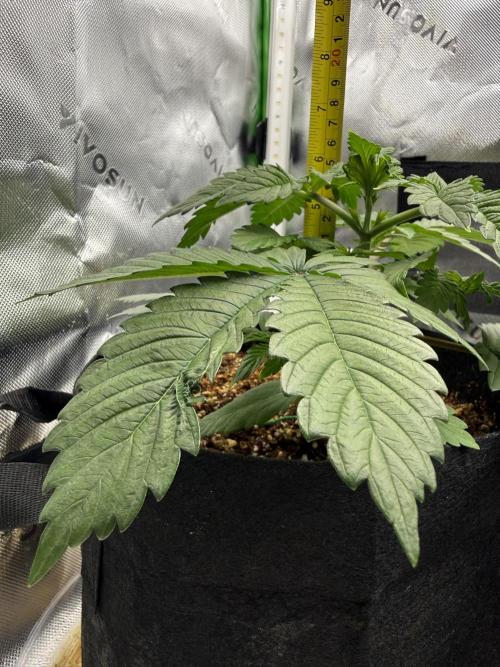 Pineapple Express Auto. Week 4