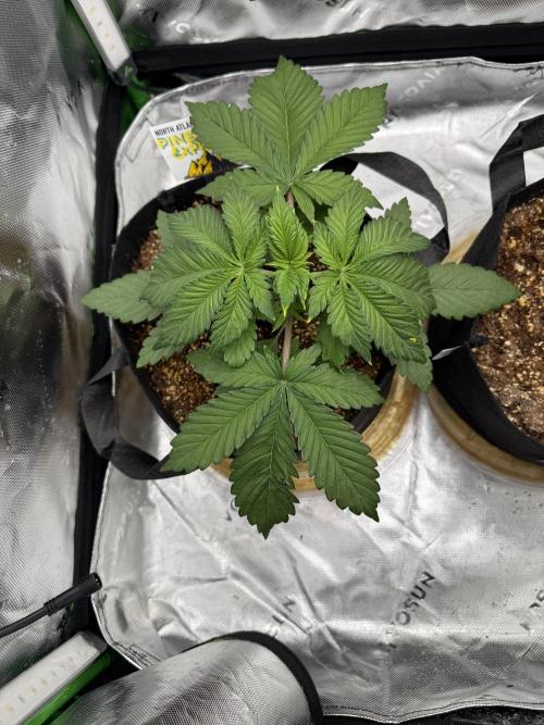 Pineapple Express Auto. Week 4