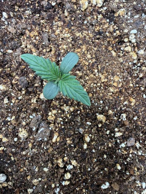 The Darksaber Auto. Week 0