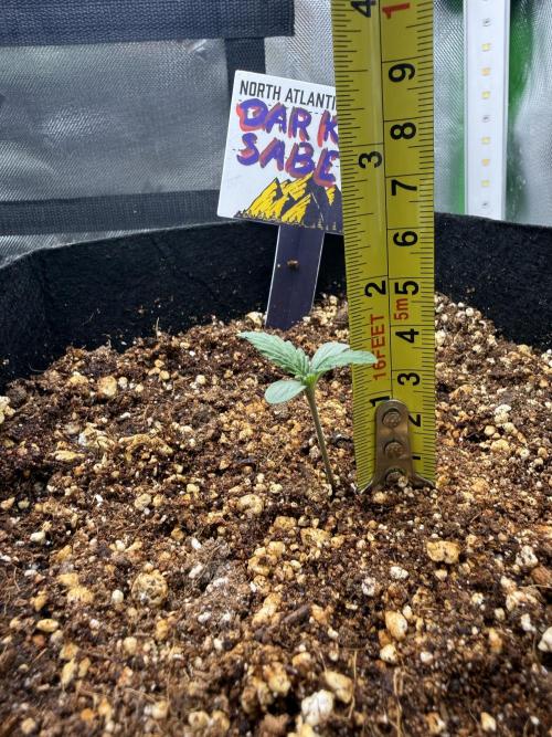 The Darksaber Auto. Week 0