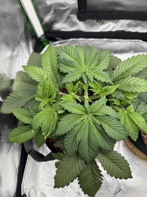 Pineapple Express Auto. Week 5