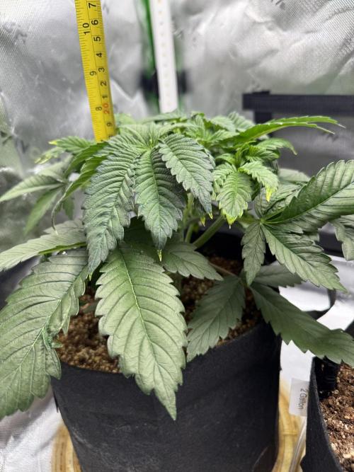 Pineapple Express Auto. Week 5