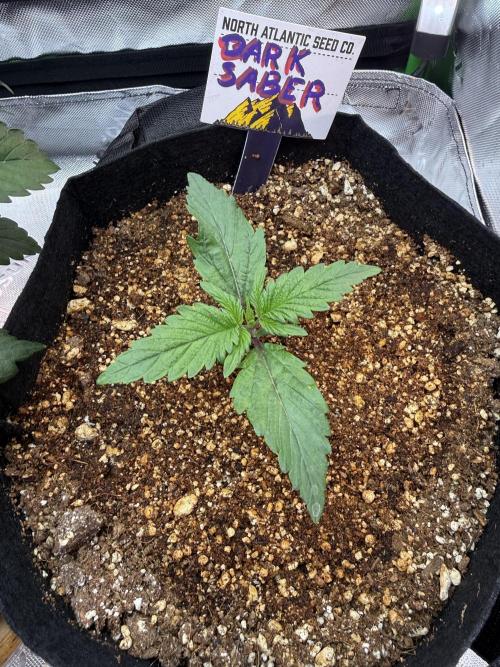 The Darksaber Auto. Week 2