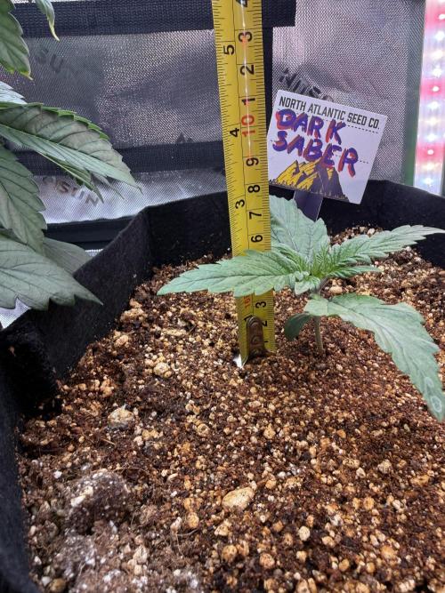 The Darksaber Auto. Week 2