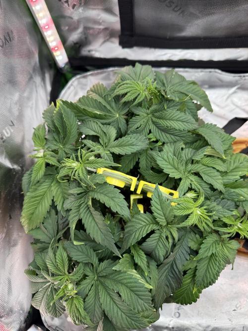 Pineapple Express Auto. Week 6