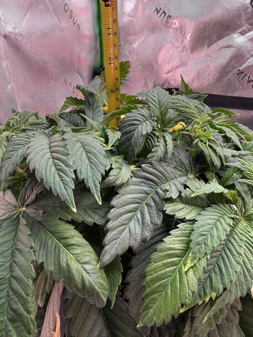 Pineapple Express Auto. Week 6