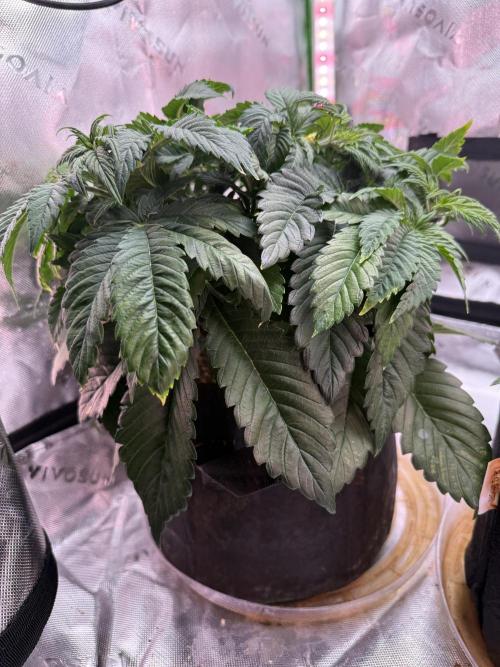 Pineapple Express Auto. Week 6