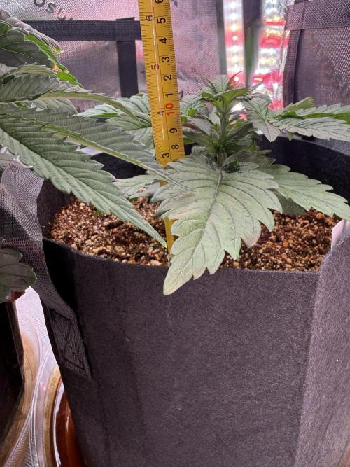 The Darksaber Auto. Week 3