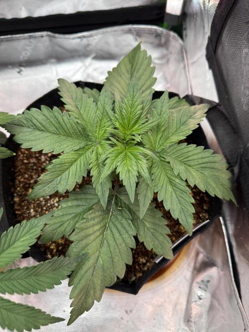 The Darksaber Auto. Week 3