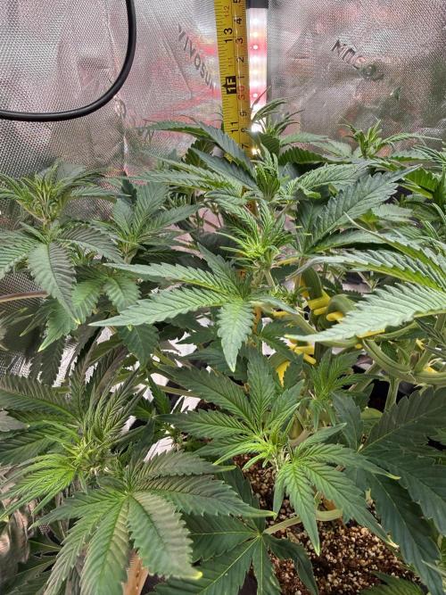 Pineapple Express Auto. Week 7