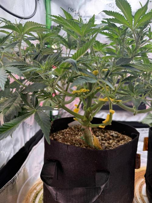 Pineapple Express Auto. Week 7