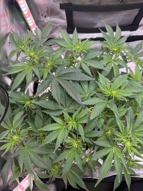 Pineapple Express Auto. Week 7