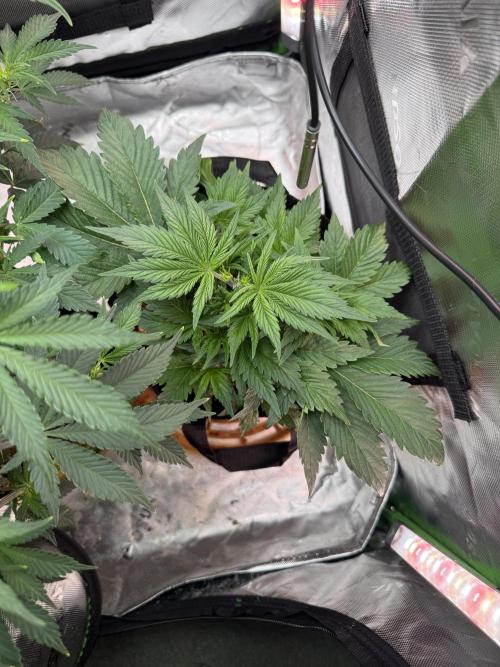 The Darksaber Auto. Week 4