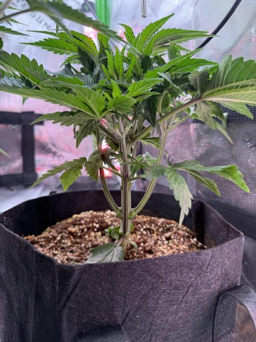 The Darksaber Auto. Week 4
