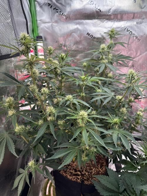 Pineapple Express Auto. Week 8