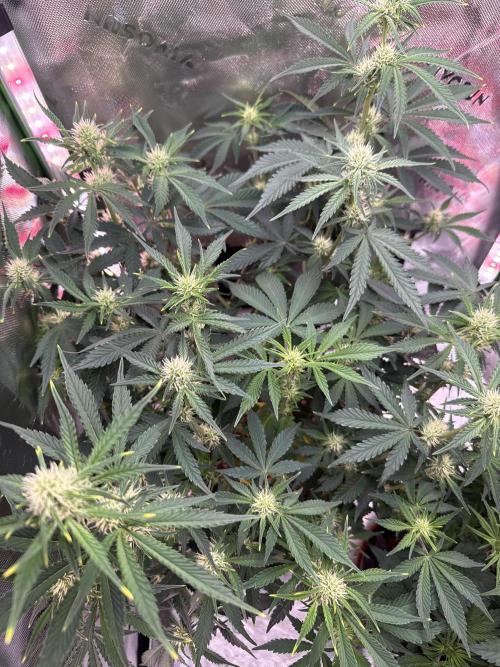 Pineapple Express Auto. Week 8