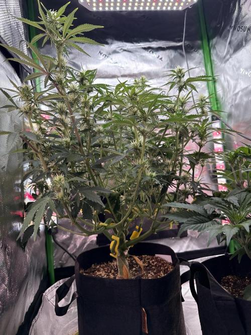 Pineapple Express Auto. Week 8