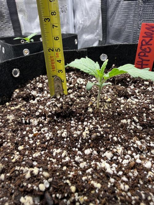 Hyperion F1. Week 0