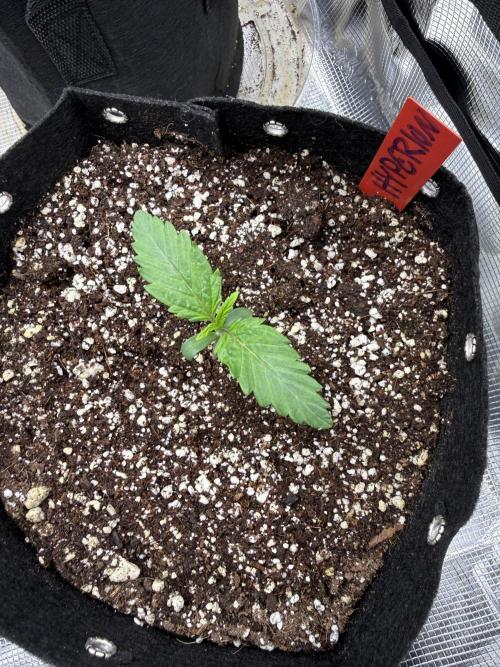 Hyperion F1. Week 0