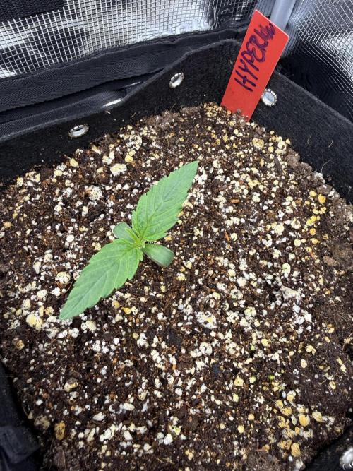 Hyperion F1. Week 0