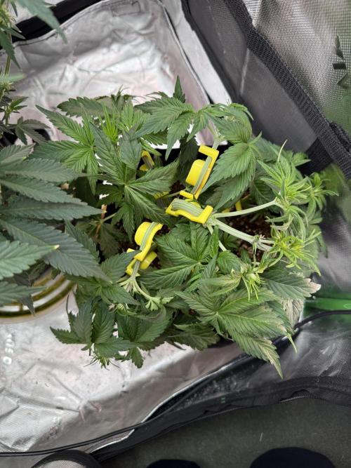 The Darksaber Auto. Week 5 - Bent main stem to even canopy