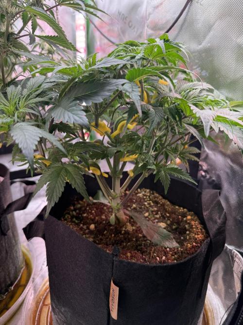 The Darksaber Auto. Week 5