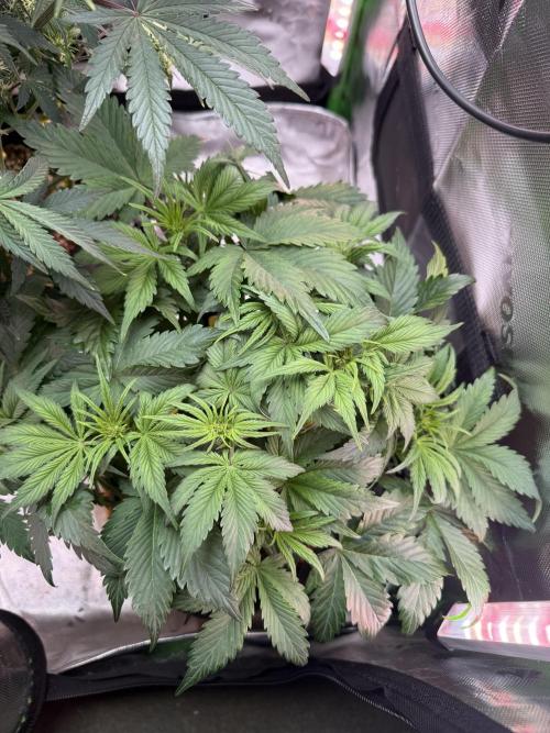The Darksaber Auto. Week 5 - Canopy responding nicely to the lst 