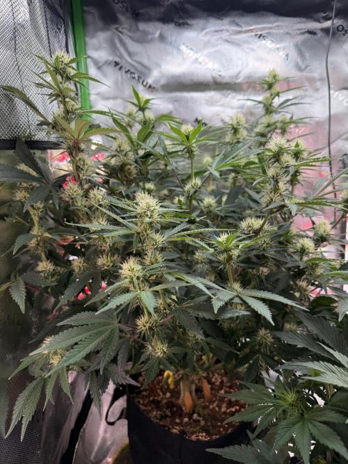 Pineapple Express Auto. Week 9