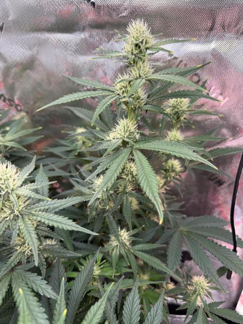 Pineapple Express Auto. Week 9