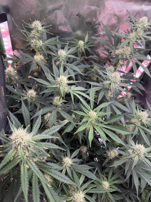 Pineapple Express Auto. Week 9