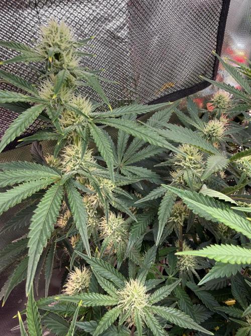 Pineapple Express Auto. Week 9