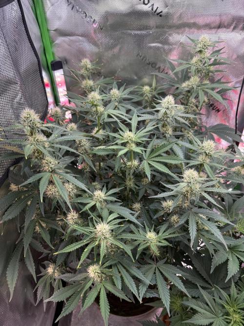 Pineapple Express Auto. Week 9