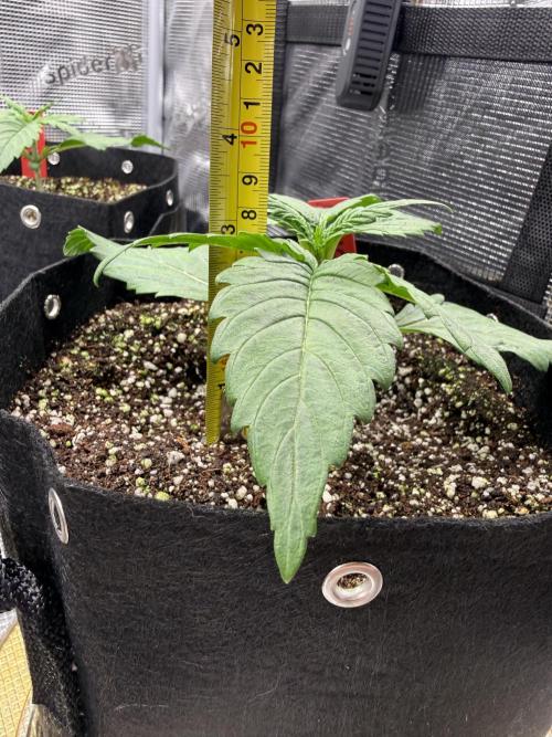 Hyperion F1. Week 2