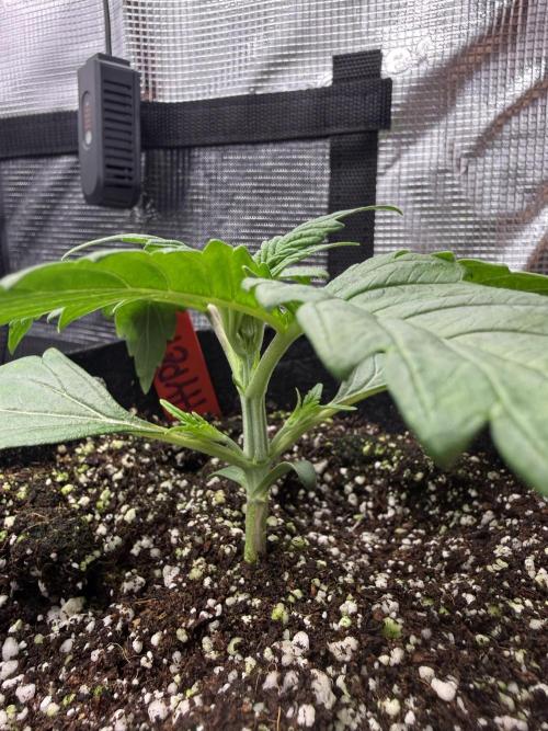 Hyperion F1. Week 2