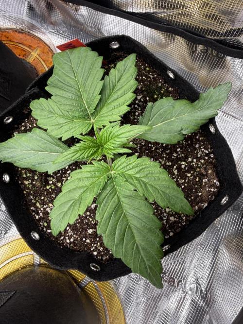 Hyperion F1. Week 2