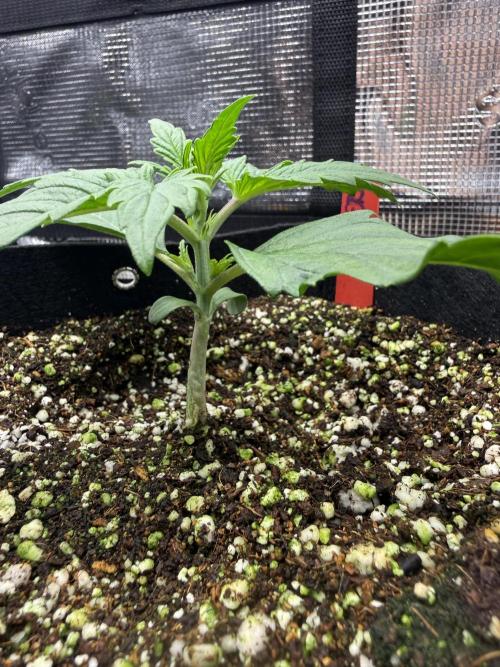Hyperion F1. Week 2
