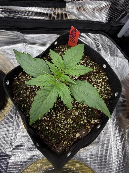 Hyperion F1. Week 2