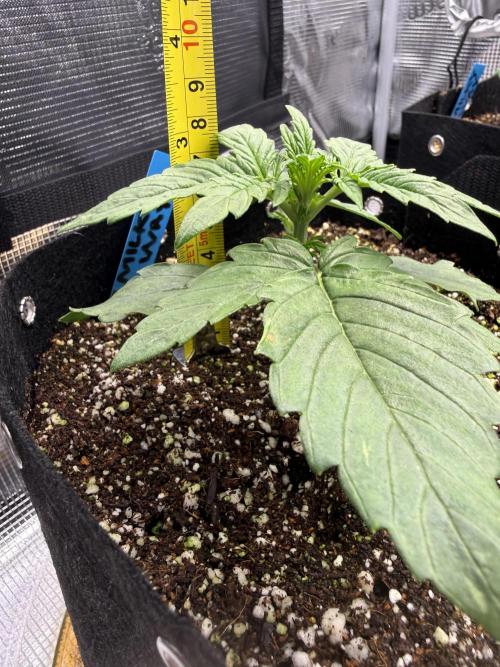 Milky Way F1. Week 2