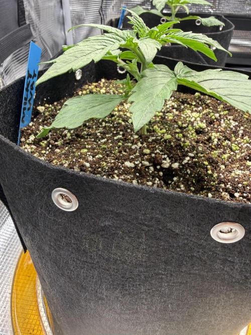 Milky Way F1. Week 2
