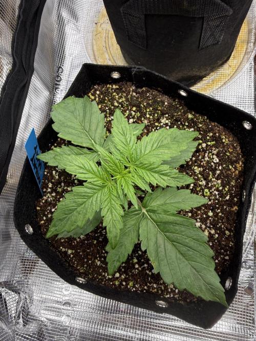 Milky Way F1. Week 2