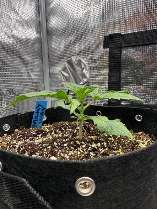 Milky Way F1. Week 2