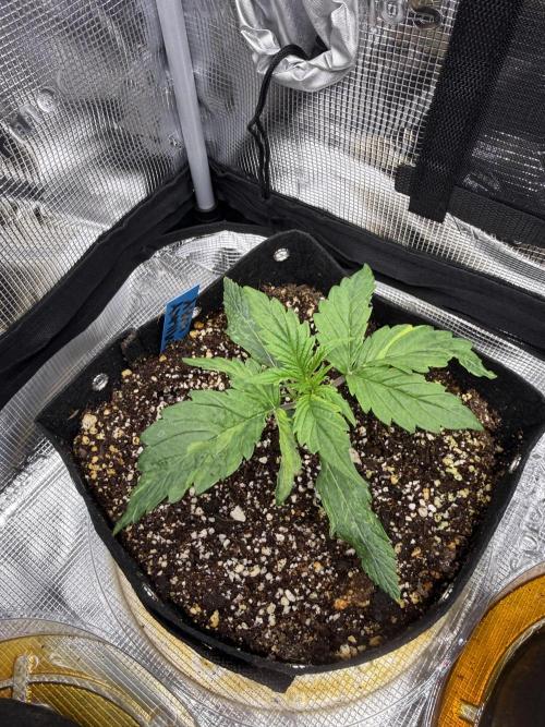 Milky Way F1. Week 2