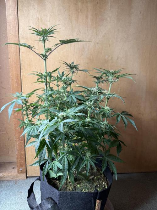 The Darksaber Auto. Week 6
