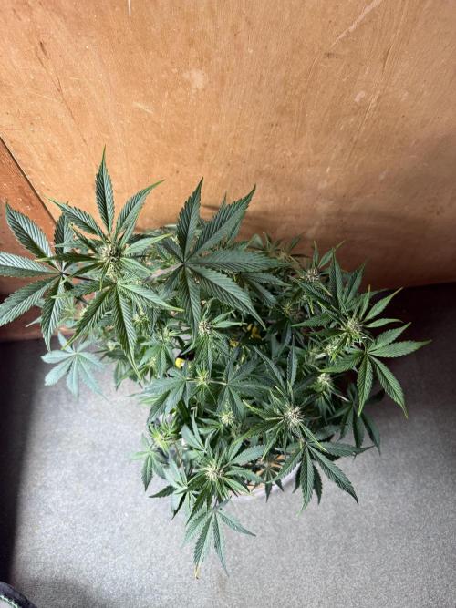 The Darksaber Auto. Week 6