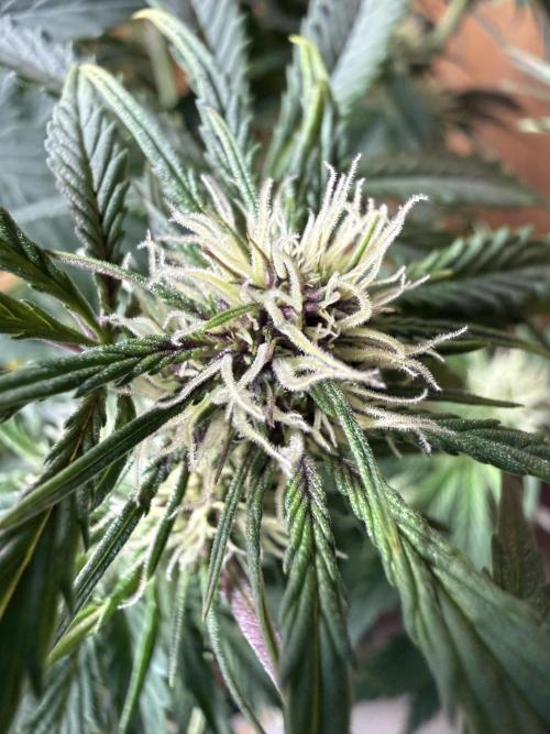 The Darksaber Auto. Week 6