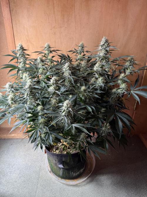 Pineapple Express Auto. Week 10