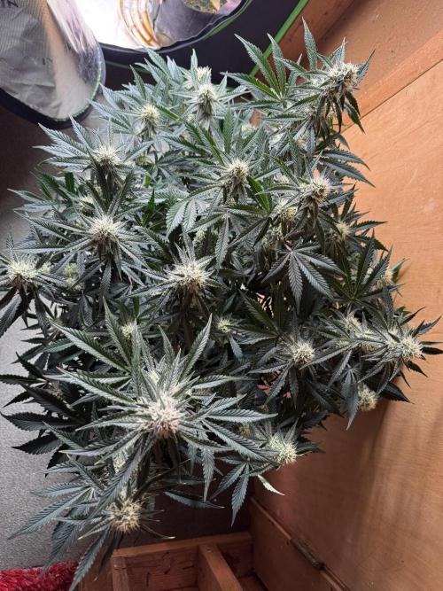 Pineapple Express Auto. Week 10
